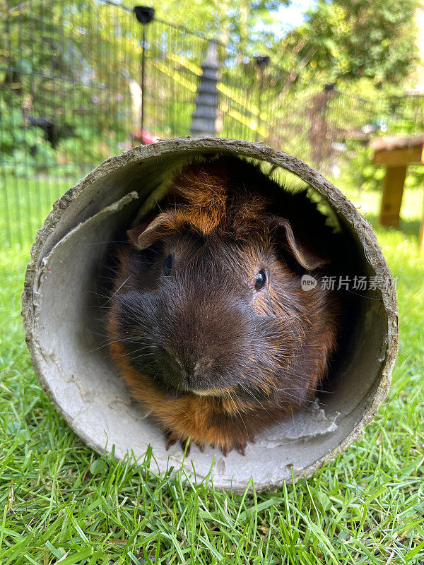 雌性，橙色/生姜和棕色短毛的阿比西尼亚豚鼠，豚鼠在吃绿草，同时躲在覆盖着干草的纸板隧道，室外草坪围栏，花园背景